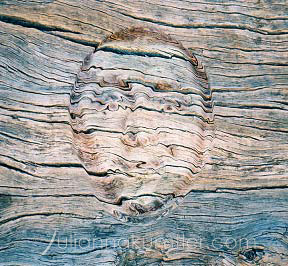 wooden face
