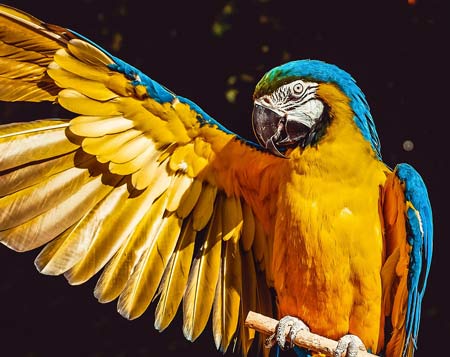 parrot