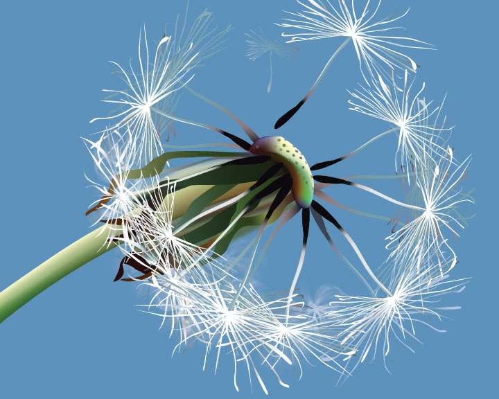vector graphics