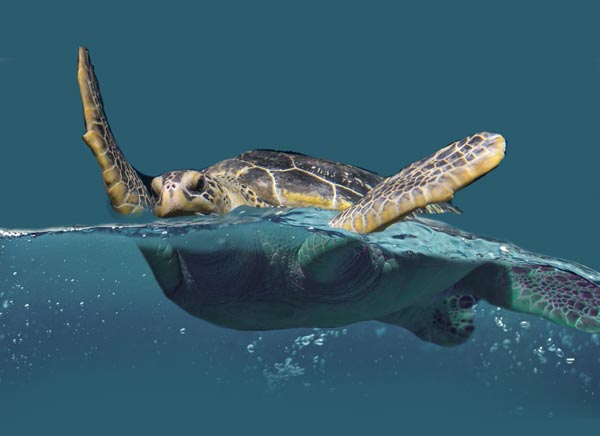 partial water submersion