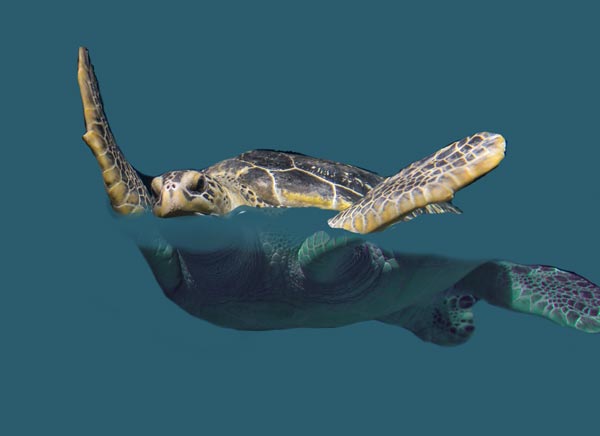 partial water submersion