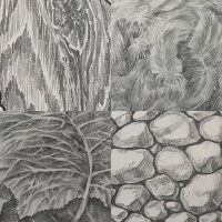 textures study