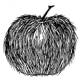 hairy apple