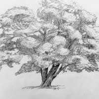 tree drawing
