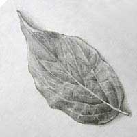 leaf drawing