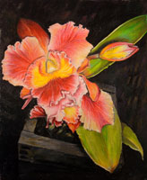 orchids