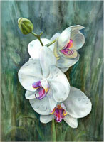 orchids